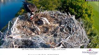 Moorings Park Osprey 10042024 0920 [upl. by Atnauqal]