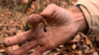 The life cycle of goldenseal [upl. by Dorree]