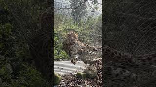 Trapping leopard in the net leopard trapping viralvideo video youtube wildanimals shorts [upl. by Stelmach]