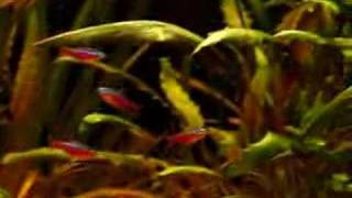 PLANTED AQUARIUM BİTKİLİ AKVARYUM [upl. by Angelis43]