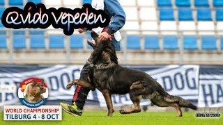 WUSV 2017 Vaclav Ouska Qvido Vepeden B Obedience 96pts [upl. by Rramaj]