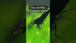 How to breed Caridina shrimps  Shrimps need to eat [upl. by Alrahc781]