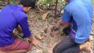 Giant Centipede  HOW to catch the CENTIPEDE  ការ​ជីកយកសត្វក្អែបនៅក្នុងដី [upl. by Dar]