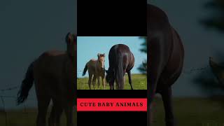 Cute baby animals animals funnyanimlas shorts short [upl. by Veriee]