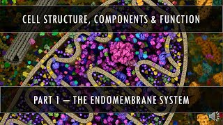 AP Biology  Topic 212 A  Endomembrane System [upl. by Adnawyt375]