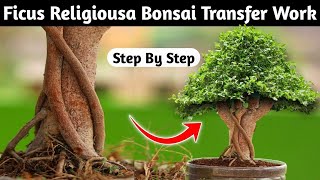 Creating A Beautiful Mediumsized Ficus Religiosa Bonsai [upl. by Swann832]