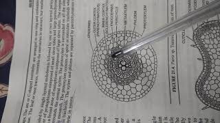 External and Internal features of Pteris Dr Vikas Jangu Botany [upl. by Deehahs]