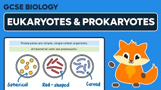 Eukaryotes and Prokaryotes  GCSE Biology [upl. by Alitha827]