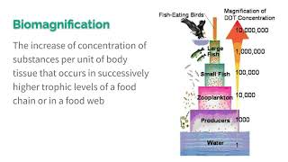 87 Bioaccumulation amp Biomagnification [upl. by Analem]