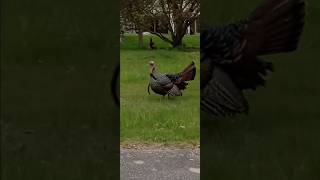 MASS SPRING TURKEY SEASON OPENER 2024FRONT YARD UNTOUCHABLE TROPHIESCOMEDY [upl. by Battat]