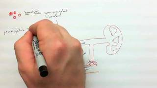 Urinalysis Part 2mp4 [upl. by Culberson235]