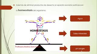 Introducción al aparato excretor [upl. by Imehon]