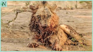 Most Injured Lion after Battle and What Happens Next in Nature  Animal Documentary  Natures Best [upl. by Niloc63]