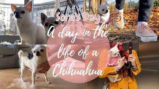 A Day In The Life Of A Chihuahua  Reality of Having a Chihuahua  Sora’s Day [upl. by Yraek]