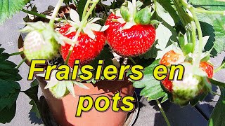 fraisiers en pots  quel terreau choisir [upl. by Ailicec]