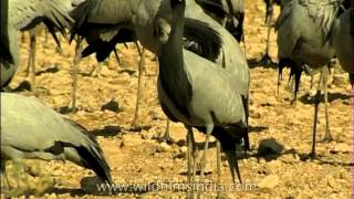 Demoiselle Cranes in Rajasthan [upl. by Amund]