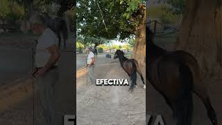 Impresionante Tecnica Para Entrenar Caballos Néstor Portillo [upl. by Llennahs675]