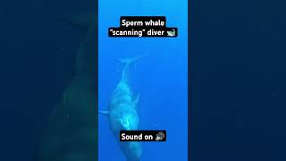 Sperm whale quotscanningquot diver 🐋 nature animals whale [upl. by Tansey]