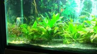 135 Gallon Planted Angelfish Aquarium [upl. by Yelkao]