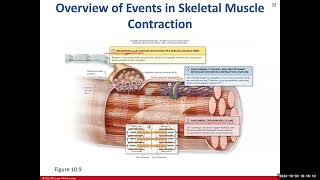 Day 16 BIO 210 700 Lecture FA2024 Muscle Tissue Part 2 [upl. by Daisey]