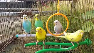 Main Tota🦜 मैं तोता मैं तोता Hare Rang Ka  New Parrot Song 61  Children Hindi Rhyme trending [upl. by Sherry]