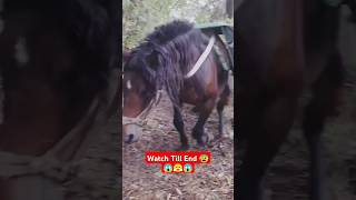 Powerfull Horse 😱 Strongest Horse PULLS Insane Weight animal shorts horse horsepower [upl. by Parent]