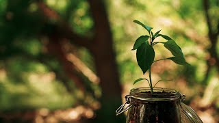 THE SEED  Inspirational Short Film [upl. by Schnorr]