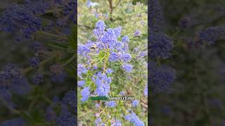 Ceanothus thyrsiflorus originario de california de bajo consumo hidrico y exposición solar directa [upl. by Roswell944]