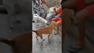 Gadi wala aaya Ghar se kachra Nikal 🫵🐶😂youtubeshorts shortvideo youtube trending short viral [upl. by Panter159]