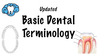 Basic Dental Terminology  UPDATED [upl. by Packton]