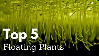 Top 5 Floating Plants for Aquariums [upl. by Arber]