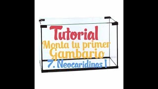 🦐 TUTORIAL 7 NEOCARIDINAS  I   monta tu primer gambario [upl. by Mayfield]