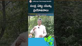 సండ్ర చెట్టు యొక్క ప్రయోజనాలు youtubeshorts ytshorts shorts ayurveda sreesannidhitv [upl. by Ennaeiluj]