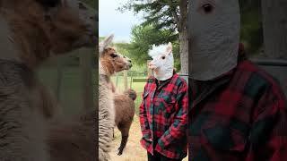 MOMENTO MUITO INTERESSANTE E DIVERTIDO DE LHAMAS curiosidades animals lhama funnymoments fun [upl. by Allie]