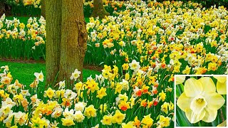 How to Plant Daffodil in the Border Spring Garden Guide [upl. by Yerak974]