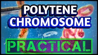 Polytene Chromosomes from Salivary glands  Dissection of Chironomus larvae [upl. by Ttelrats]