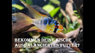 Ausführlich über Fütterung im Aquarium [upl. by Ellehcin]