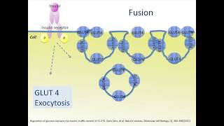 Unveiling GLUT 4 The Key to Glucose Metabolism [upl. by Patricia]