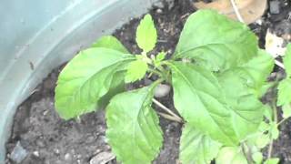 Stevia Sweet Herb Aztec sweet herb LIPPIA DULCIS GARDENING [upl. by Haskell]