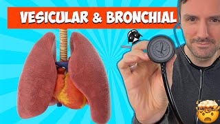 Lung sounds for beginners Vesicular and Bronchial breath sounds lungsounds [upl. by Stoffel]