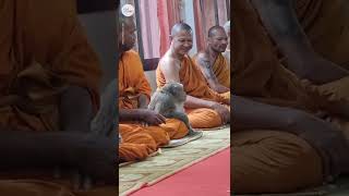 This wild monkey calmly meditates with monks in Thailand  USA TODAY Shorts [upl. by Notsae357]