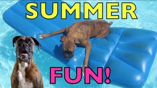 Brock the Boxer Dog SUMMER FUN [upl. by Daph621]