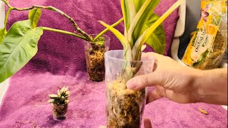 Transferring Plants To Sphagnum Moss Culture [upl. by Eseer883]