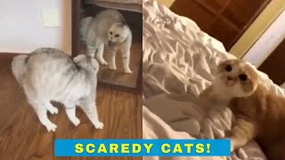 Scaredy Cats  Funny videos of cats getting a little scared [upl. by Aisset]