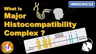 Major Histocompatibility Complex MHC FLImmuno22 [upl. by Prakash]