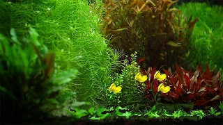 The Rhythm Of Natural Aquarium [upl. by Osyth]