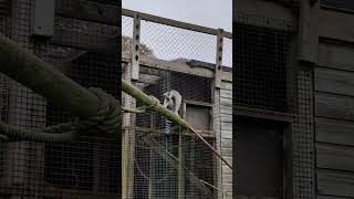 Ring tailed lemur climbing [upl. by Goulet]