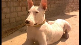 Bull Terrier pakistaní  Raza de Perro [upl. by Eirdua]