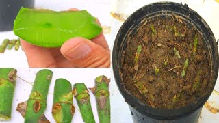 Most successful and easiest way to grow rose  grow rose easy and fast with aloe vera  rose [upl. by Thomas]