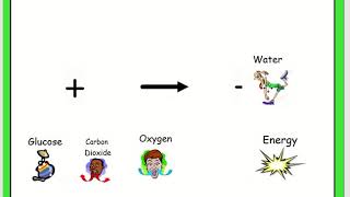 Biology 2 Lesson 6 Aerobic Respiration [upl. by Cecilius347]